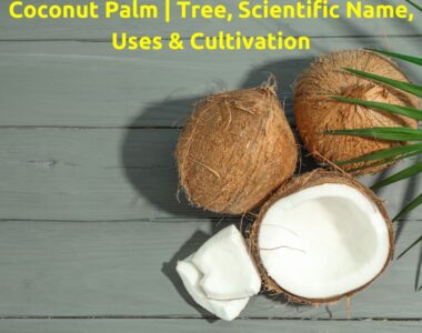 Coconut Palm Tree, Scientific Name, Uses & Cultivation