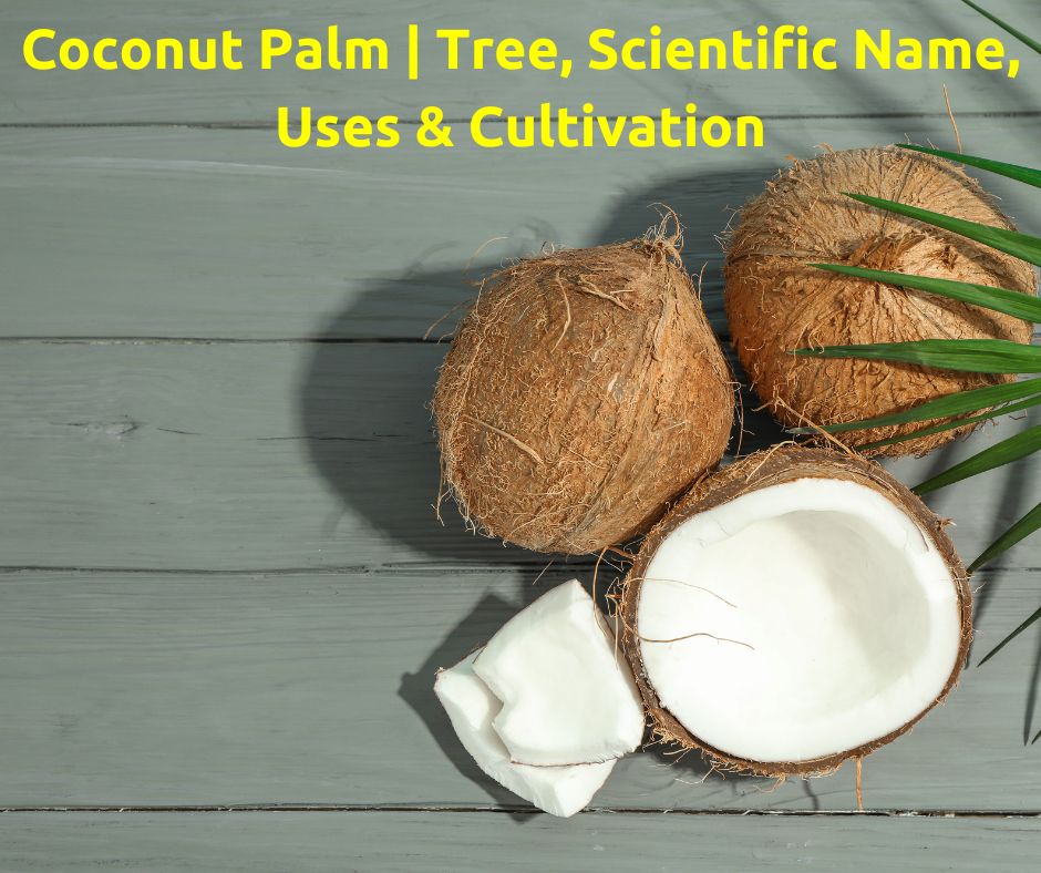 Coconut Palm Tree, Scientific Name, Uses & Cultivation