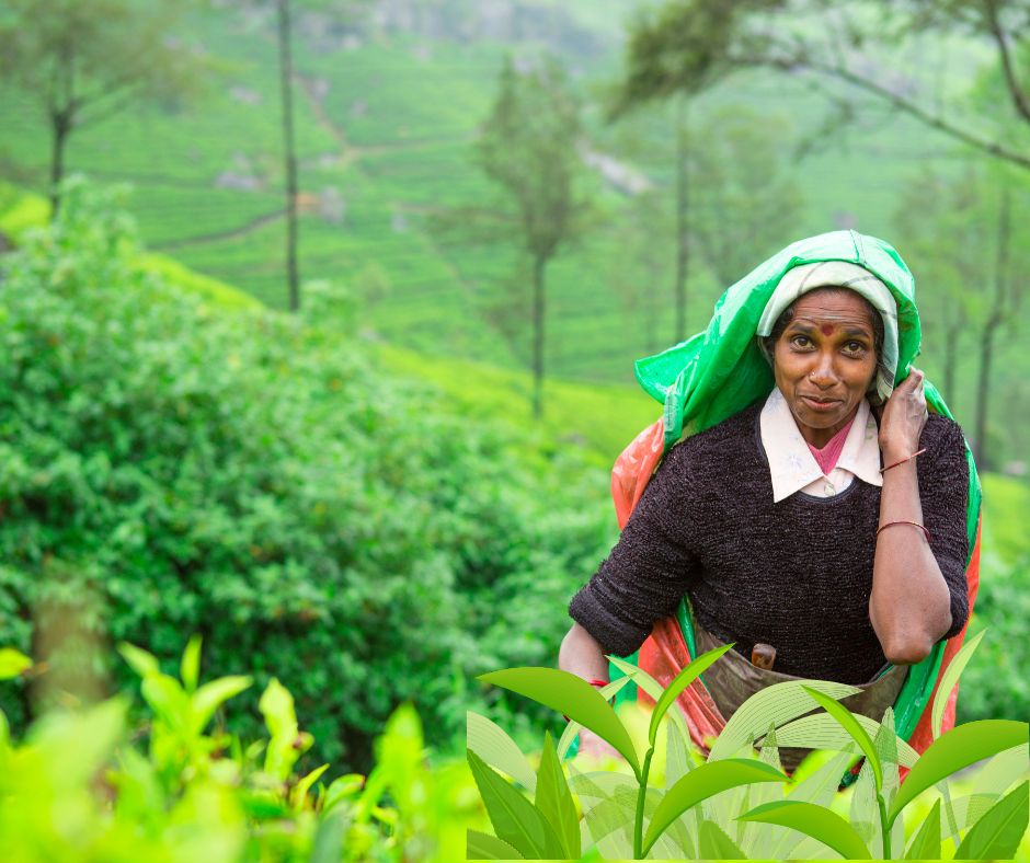 Tea plucking in sri lankan tea estates