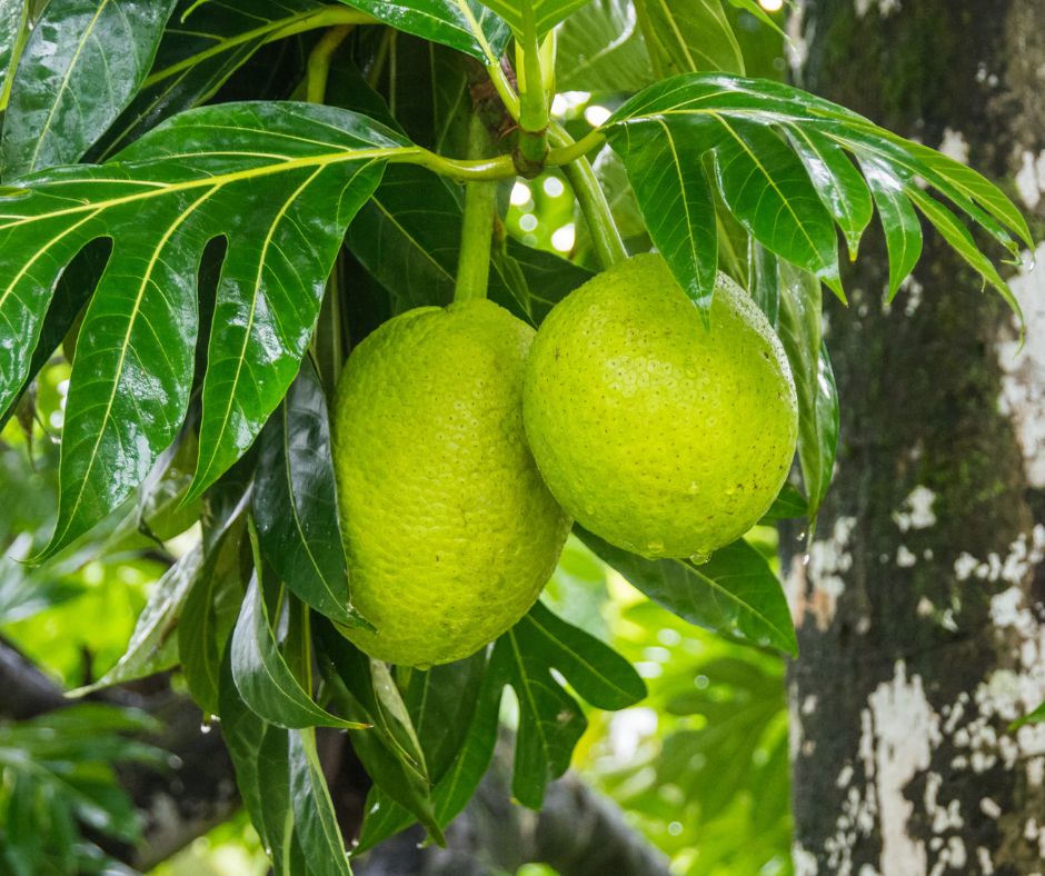 Breadfruit, Reasons for being a Superfood