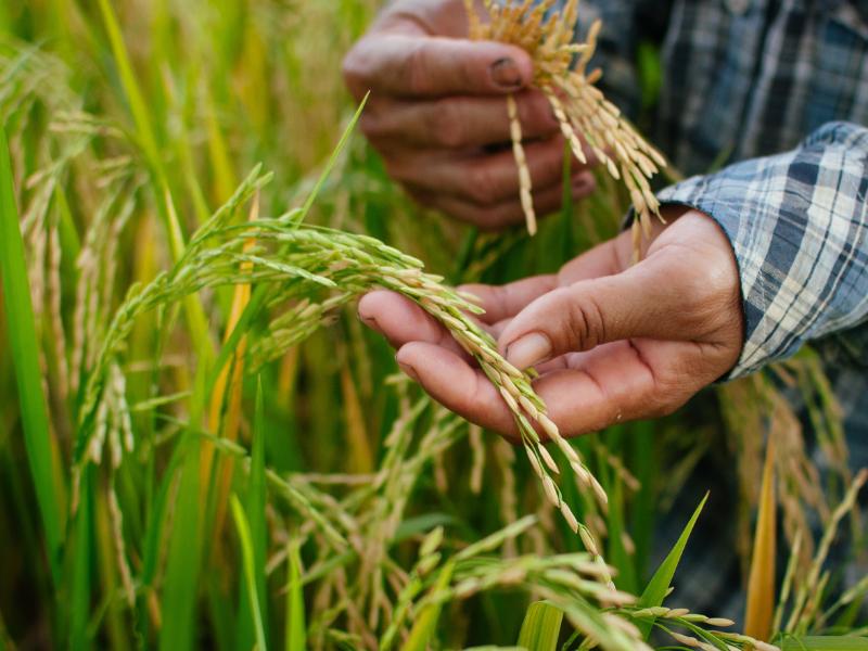 Ceylon Traditional Rice - A Precious Part of Our Nation’s Health and Wealth